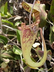 Nepenthes rafflesianas øvre del med slyngtråd.