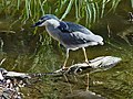 ゴイサギ N. nycticorax