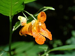 Impatiens capensis