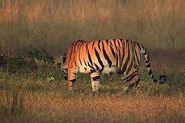 Pregnant tiger