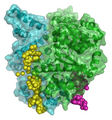 Molecular modeling of a bacterial DNA primase template.