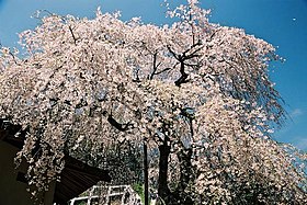 蓮照寺のしだれ桜