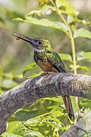 Male G. r. melanogenia Belize