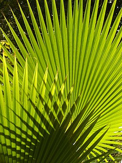 Ombres et lumières dans des feuilles de palmier. (définition réelle 2 448 × 3 264)