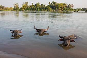 Trois buffles d'Asie (Bubalus bubalis) dans le Mékong à Don An (Si Phan Don, Laos, novembre 2021). Ces animaux de labour ont une corde insérée dans la cloison nasale pour faciliter leur maîtrise, bien qu'ici ils ne soient pas attachés. Libres de circuler partout sur l'île, ils traversent parfois le fleuve.