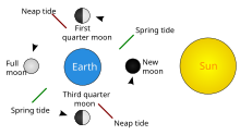 Spring tide: the Sun, moon, and earth form a straight line. Neap tide: the Sun, moon, and earth form a right angle.