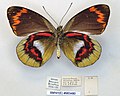 Photograph of a pinned butterfly with notes below