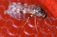 Culicoides sonorensis