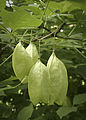 Plody klokoče Staphylea trifolia (klokočovité)