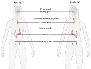 Endocrine system.