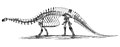 Restauração ultrapassada e incorreta do esqueleto de Brontosaurus excelsus, por Othniel Charles Marsh (1896).