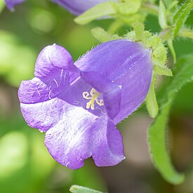 Колокольчик средний (Campanula medium)