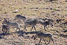 Enam zebra gunung sedang berkelahi