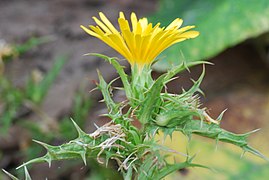 Capitule jaune, feuilles épineuses