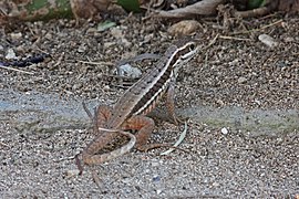 Lézard à queue bouclée (Leiocephalus cubensis)