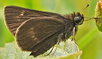 Adult, ventral view of wings.