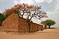 Image 5A Flame tree against brick building in Mali  4. Tree  3 is Delonix regia commonly known as Royal Poinciana.