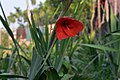 Gladiolus merah