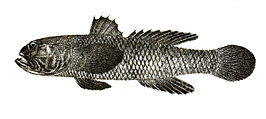 Acentrogobius masoni