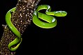 Genç bir Trimeresurus vogeli (Vogel's Pit Viper)