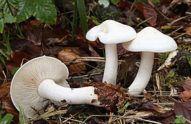 Tricholoma lascivum (Tricholomataceae)