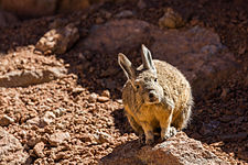 Esemplare di Viscaccia Boliviana (Lagidium viscacia) nel deserto di Siloli.