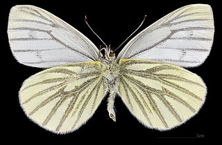 Pieris napi ♀ △