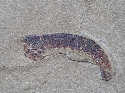 Tyrannophontes acanthocercus（昔口脚亜目Tyrannophontidae科）