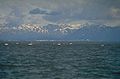 Belugas near Anchorage