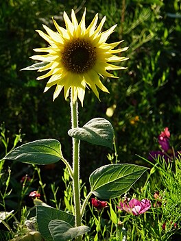 Sinneblom (Helianthus annuus), in typyske fertsjintwurdiger fan de Euphyllophyta mei grutte kompleks nerve blêden