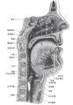 鼻，嘴，咽，喉的矢狀切面。