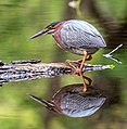 Image 55Green heron in Prospect Park