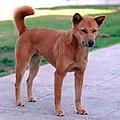 Korea Jindo Dog