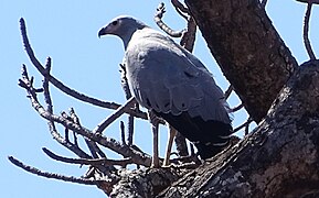 Madagascan harrier-hawk near Mahaboboka