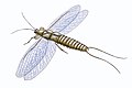 Image 13Mazothairos, a Carboniferous member of the now extinct order Palaeodictyoptera. (from Evolution of insects)