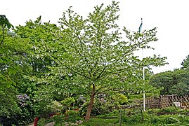 Port du Davidia involucrata