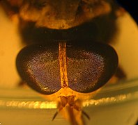 Ojos de Tabanus subsimilis (hembra).