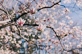 Magnolia en fleur au jardin du Las, photo Kevin Pinon.