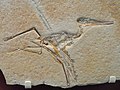 Kurzschwanzflugsaurier Pterodactylus elegans