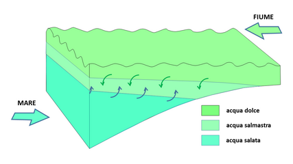 Schema che illustra il concetto di cuneo salino, come intrusione di acqua marina più densa in un alveo fluviale a contatto col fondale. L'acqua dolce fluviale (meno densa) tende a formare uno strato superficiale sempre più sottile procedendo verso la foce. All'interfaccia tra i due strati si ha mescolamento delle acque con uno strato a salinità intermedia.