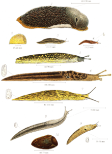 Various species of British land slugs, including (from the top) the larger drawings: Arion ater, Kerry slug, Limax maximus and Limax flavus