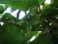 Mantis nymphs clinging to a leaf (Israel)