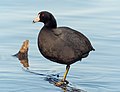 Image 25American coot in Prospect Park