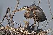 An adult purple heron with chicks on a nest at Lake Baringo