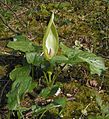 Arum maculatum (lords-and-ladies)