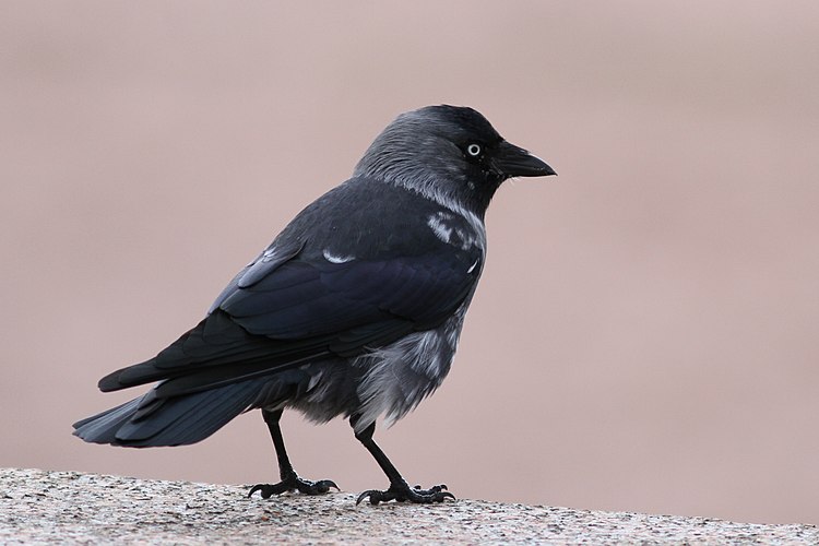 Галка (Corvus monedula) с белыми перьями, Наантали, Финляндия