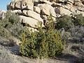 Um zimbro (Juniperus californica) em frente a um matacão.