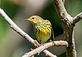 Image 16Cape May warbler in Prospect Park