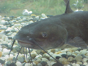 Ictalurus punctatus