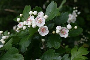 Hvidtjørnens blomstrende skud